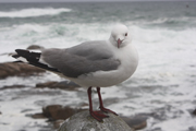 images/album/animals/1.jpg