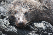 images/album/animals/10.jpg