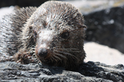 images/album/animals/11.jpg