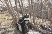 images/album/animals/13.jpg