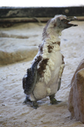 images/album/animals/14.jpg