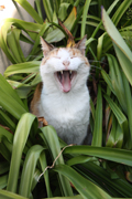 images/album/animals/16.jpg