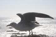 images/album/animals/2.jpg