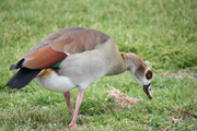 images/album/animals/5.jpg