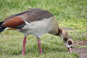 images/album/animals/6.jpg
