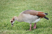 images/album/animals/7.jpg