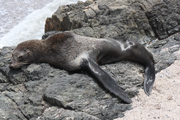 images/album/animals/8.jpg