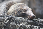 images/album/animals/9.jpg