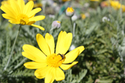 images/album/flowers/1.jpg