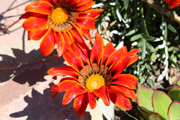 images/album/flowers/10.jpg