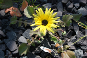 images/album/flowers/11.jpg