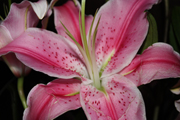 images/album/flowers/12.jpg