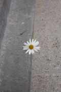 images/album/flowers/13.jpg
