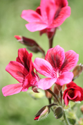 images/album/flowers/14.jpg