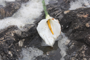 images/album/flowers/2.jpg