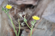 images/album/flowers/4.jpg