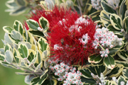 images/album/flowers/5.jpg