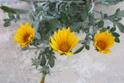 images/album/flowers/6.jpg