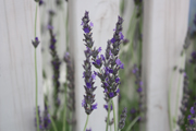 images/album/flowers/7.jpg