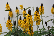 images/album/flowers/9.jpg